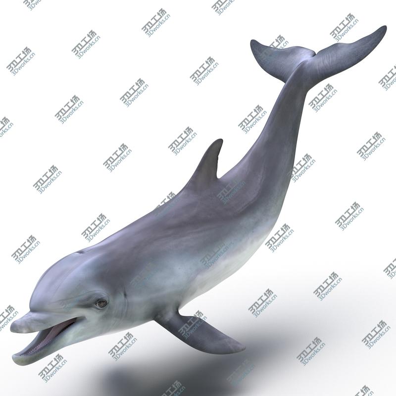 images/goods_img/20210319/Dolphin Rigged/2.jpg